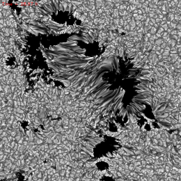 Still image from a simulation studying sunspot formation. Compare to the cover image of sunspot observations! [Feng Chen, Matthias Rempel, & Yuhong Fan]