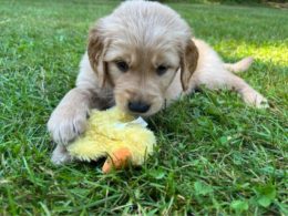 photograph of a golden retriever puppy playing with a stuffed animal