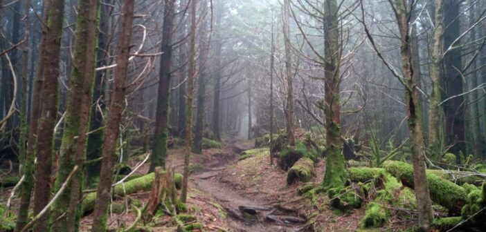 A photograph looking down a trail lined with tall trees and mossy rocks on either side. Fog obscures the view along the trail and up towards the sky.