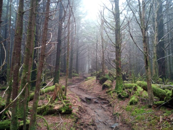 A photograph looking down a trail lined with tall trees and mossy rocks on either side. Fog obscures the view along the trail and up towards the sky.