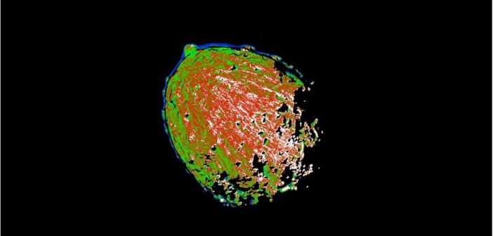 A photograph of an asteroid on a black background. Superimposed on the asteroid's surface is a colormap that ranges from red to green, denoting the reflectance.