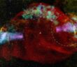 multiwavelength view of SS 433 / W50