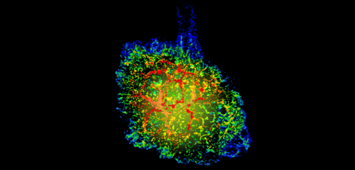 three-dimensional reconstruction of the Crab Nebula